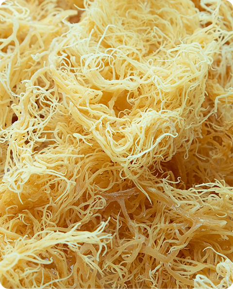 What Minerals Are Found in Sea Moss?