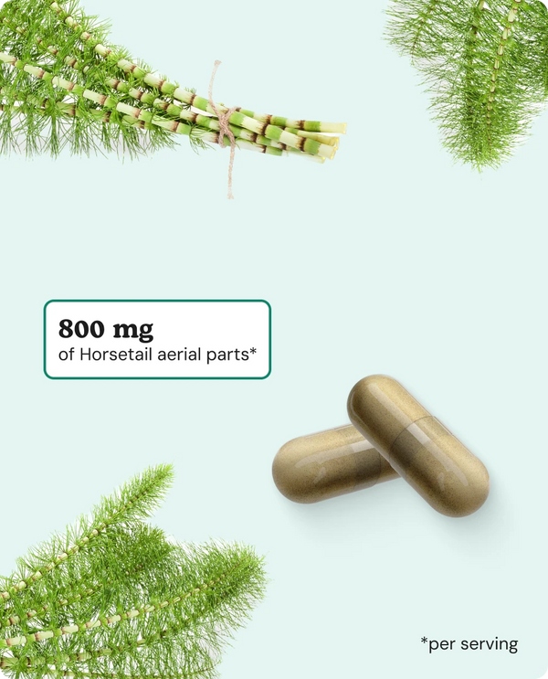 horsetail plant benefits indoor Horsetail Capsules