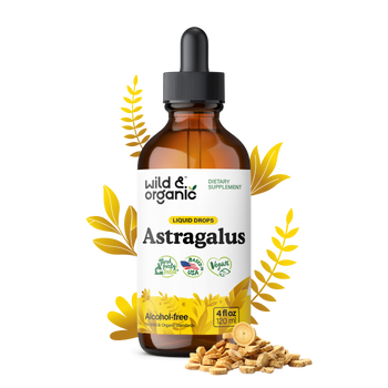 Astragalus Tincture - 4 fl.oz. Bottle