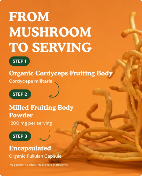 Organic Cordyceps Mushroom Capsules — 90 Count